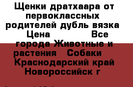 Щенки дратхаара от первоклассных  родителей(дубль вязка) › Цена ­ 22 000 - Все города Животные и растения » Собаки   . Краснодарский край,Новороссийск г.